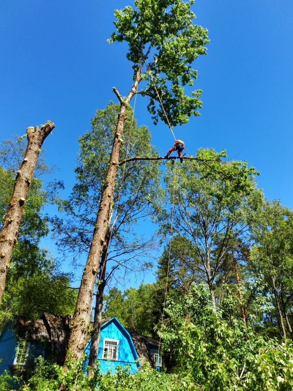 Arborist Tree Service detail