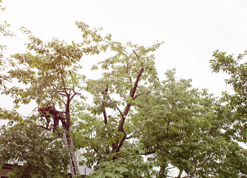 Tree Installation Service detail