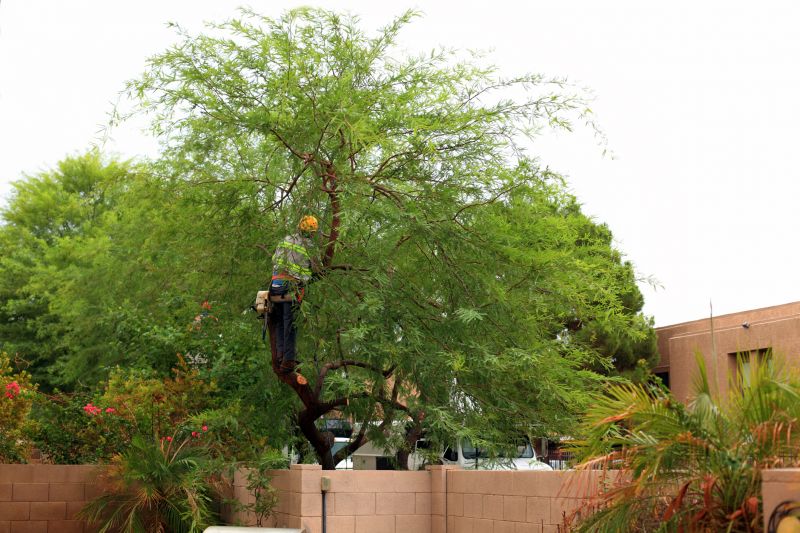 Tree Arborist Service