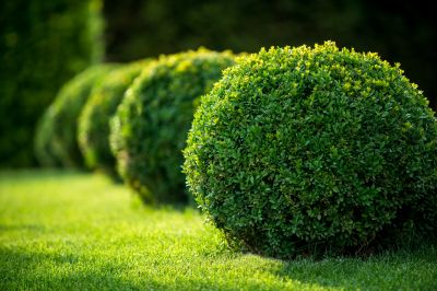 Tree and Shrub Care