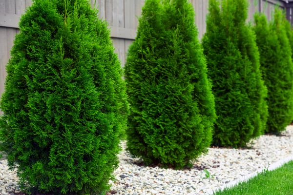 Arborvitae Planting in Greenwood