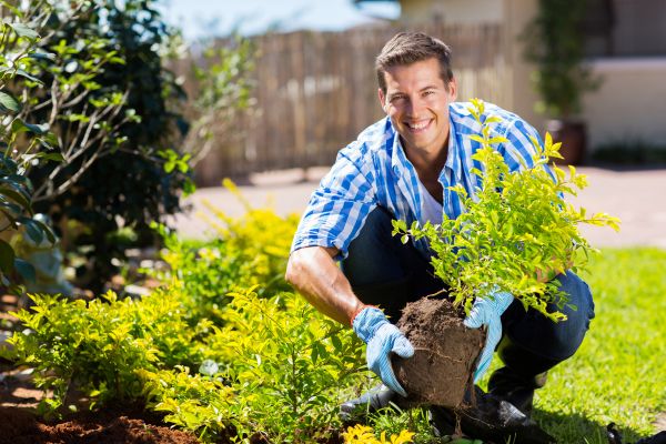 Bush Planting Service in Greenwood