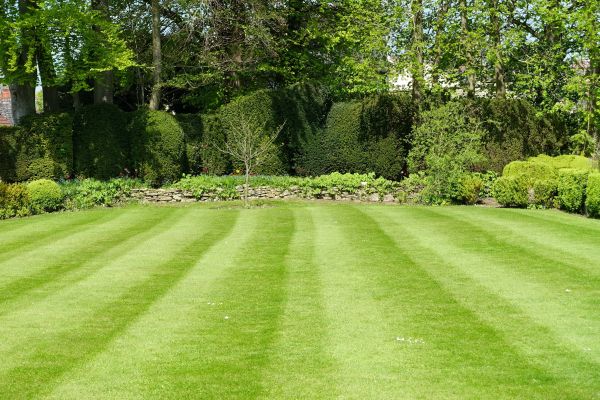 Lawn Renovation in Greenwood