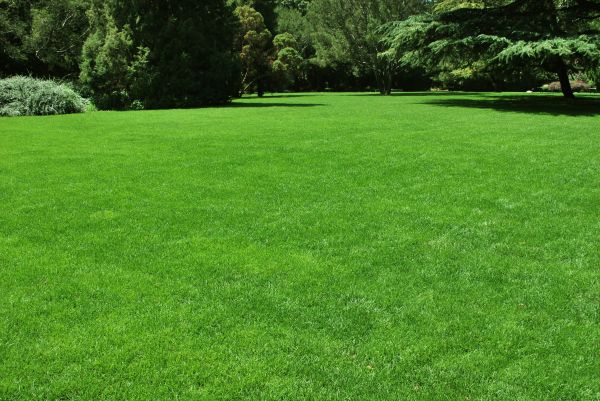 Lawn Landscaping in Greenwood