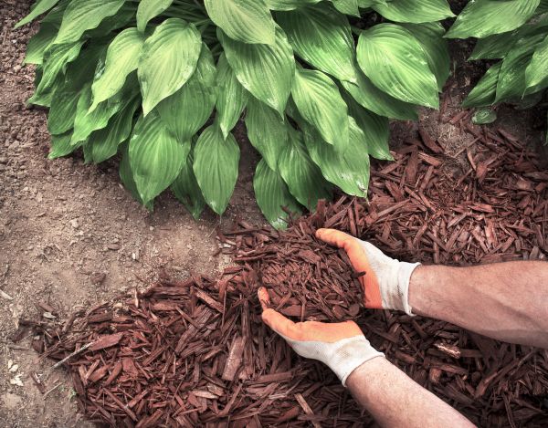 Shredded Mulch Service in Greenwood