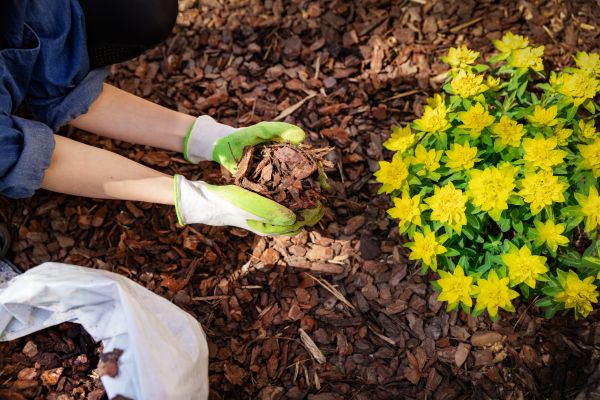 Pine Bark Mulch Installation in Greenwood
