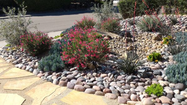 Xeriscape Landscaping in Greenwood