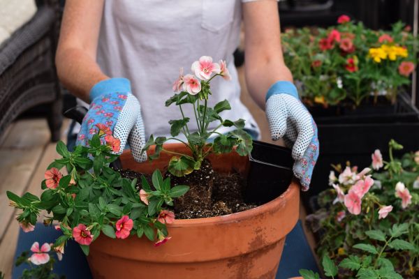 Plant Care Service in Greenwood