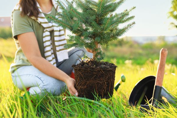 Spruce Tree Planting in Greenwood
