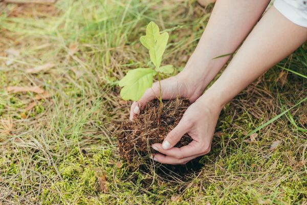Oak Tree Planting in Greenwood