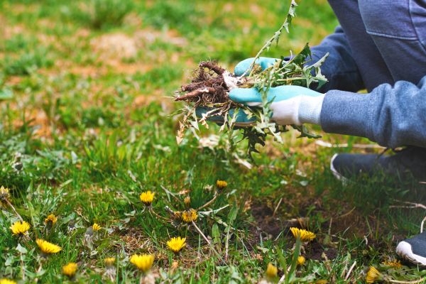 Flower Bed Clearing in Greenwood