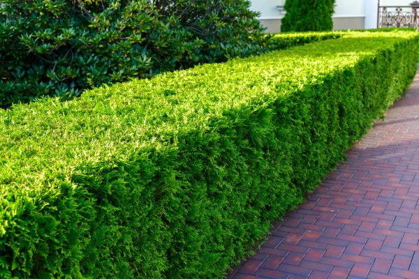 Hedge Installation in Greenwood