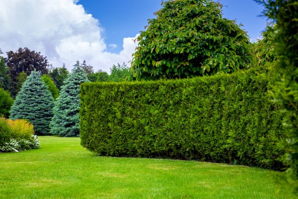 Hedge Landscaping in Greenwood
