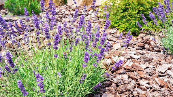 Pine Bark Landscaping in Greenwood