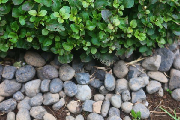 River Stone Installation in Greenwood