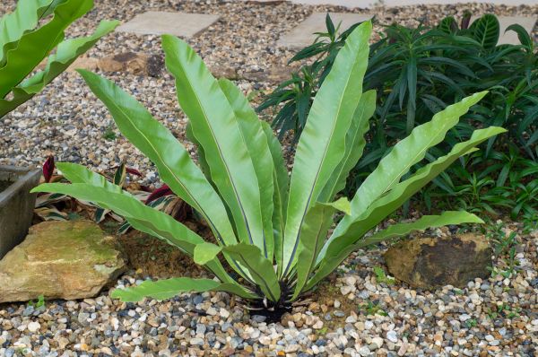 Pea Gravel Installation in Greenwood