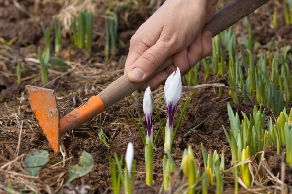 Flower Garden Weeding in Greenwood