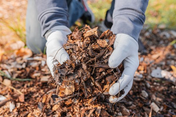 Shredded Mulch Installation in Greenwood