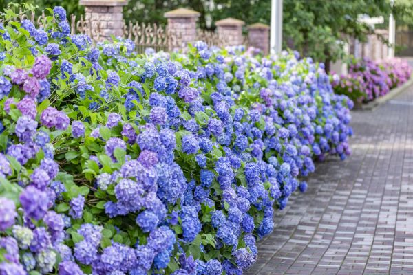 Hydrangea Landscaping in Greenwood