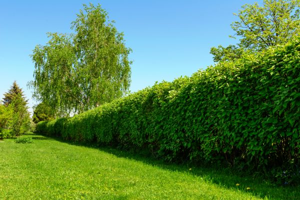 Hedge Replacement in Greenwood