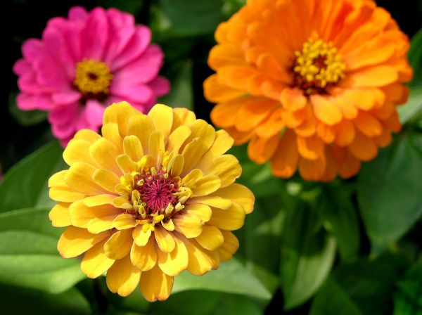 Zinnia Planting in Greenwood