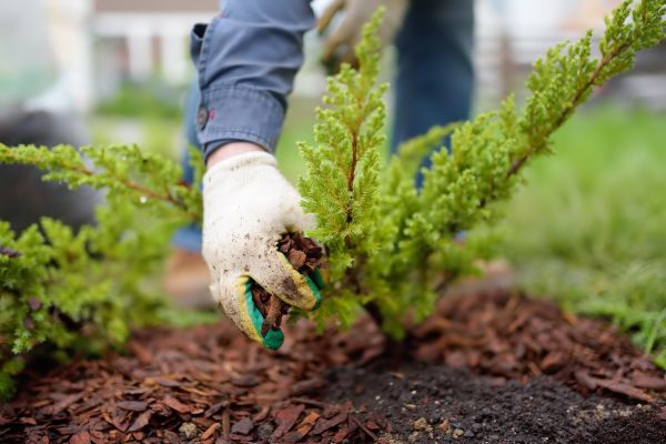Church Mulching in Greenwood