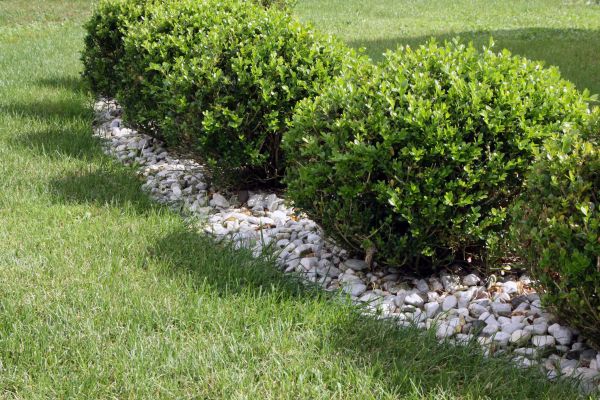 Boxwood Planting in Greenwood